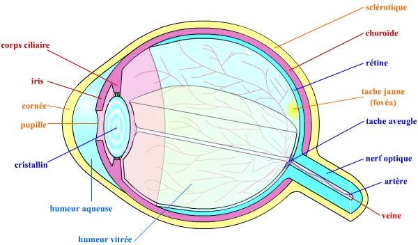 Structure de l'oeil